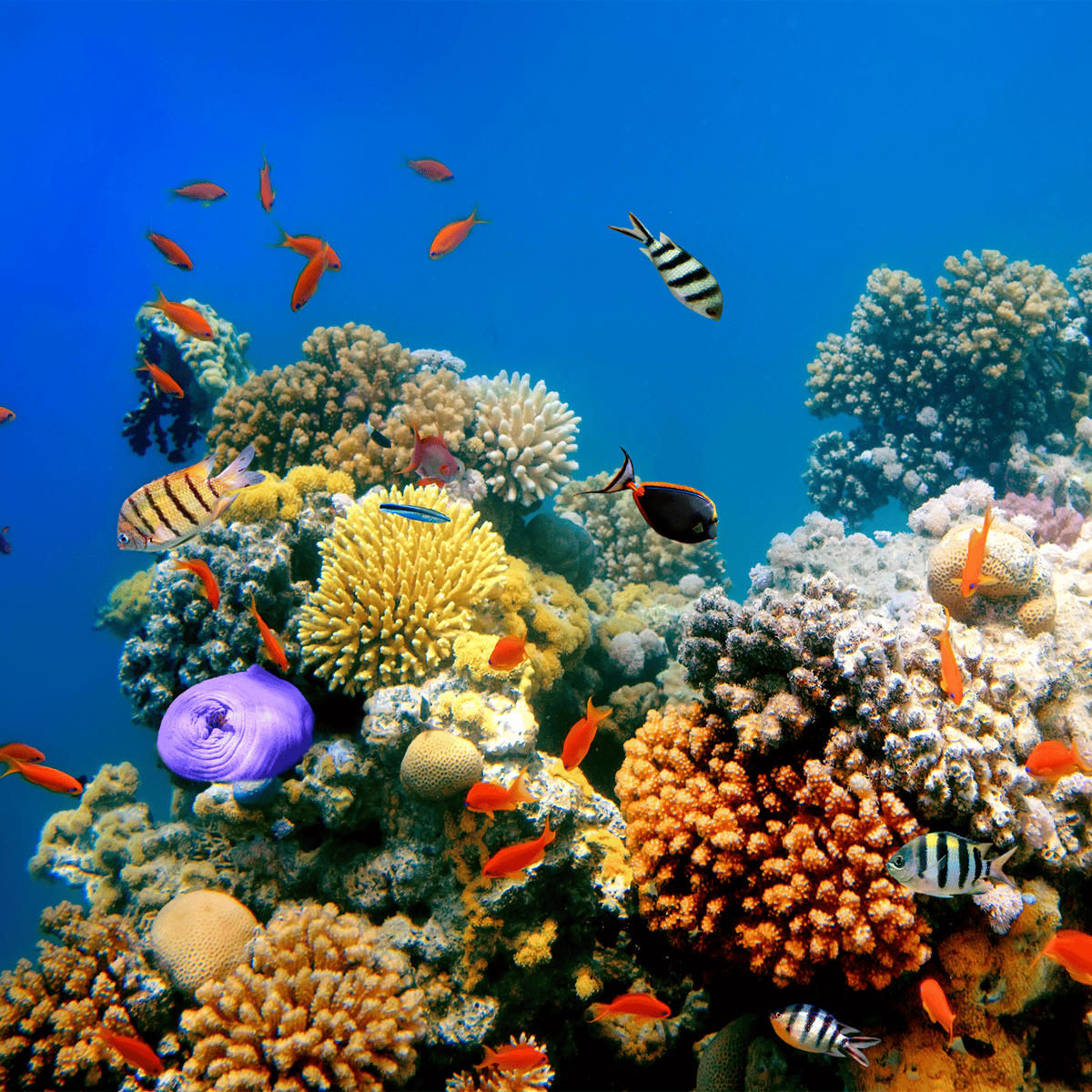 Biodiversity and Regeneration | BES Engineering Corporation